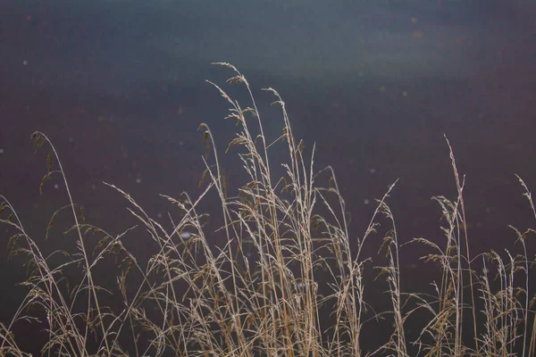 Gelbes Gras Frühen Morgen Gegen Dunkles Wasser — Stockfoto