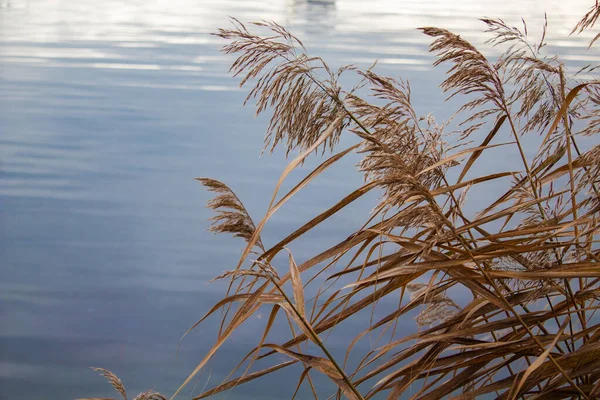 Flauschige gelbe Pflanze am Ufer gegen das Wasser — Stockfoto