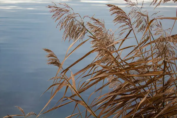 Flauschige gelbe Pflanze in Ufernähe vor dem Hintergrund dunkelblauen Wassers — Stockfoto