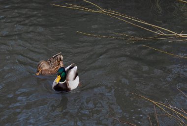 İki farklı renkte ördek sabahları gölette yüzer.