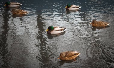 Parktaki bir gölde birkaç ördek yüzer.