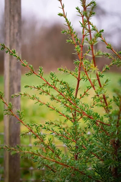 Dünne Zweige von Nadelgehölzen in Nahaufnahme auf der Straße — Stockfoto