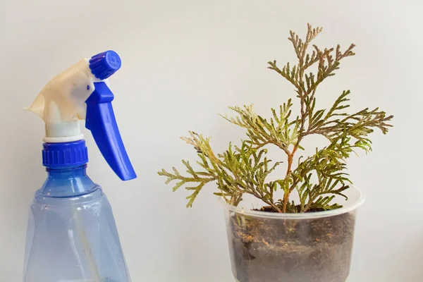 Φυτέψτε tui σπορόφυτα σε πλαστικό ποτήρι και σπρέι νερού — Φωτογραφία Αρχείου