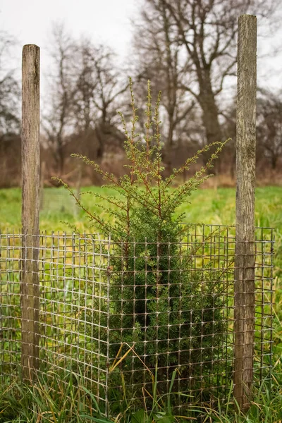 Un pequeño árbol de coníferas se planta en un área grande — Foto de Stock