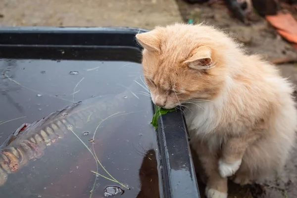 Gato peludo rojo en un abrevadero con un pez grande en la calle —  Fotos de Stock