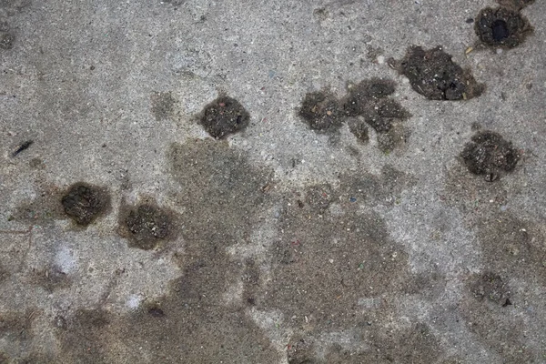 Vestígios de patas de gatos na superfície de concreto na rua — Fotografia de Stock