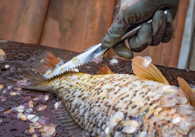 Eldivenli bir adam sokaktaki ayna sazanın pullarını temizler. 