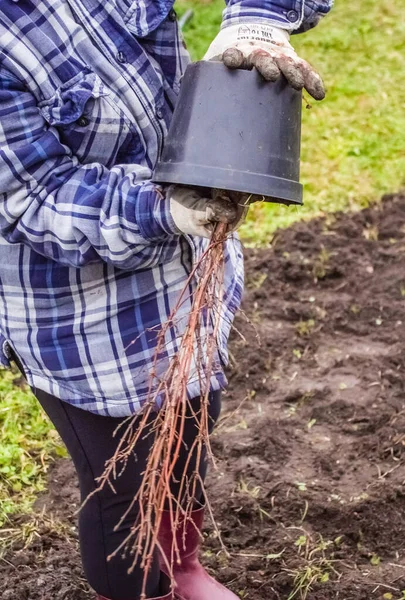 Une femme en chemise à carreaux et gants tient un buisson de chèvrefeuille — Photo