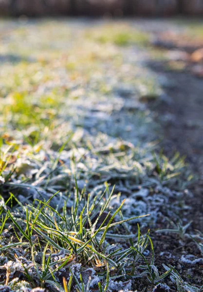 Hierba congelada en el suelo en un día helado iluminación de invierno — Foto de Stock