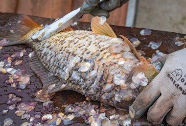 Eldivenli bir adam aynalı sazan pullarını temizler.