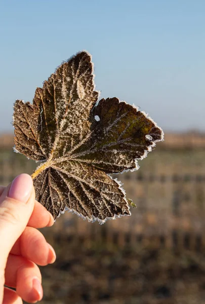 Gefrorene Holzplatte mit Frost in den Händen des Mädchens bedeckt — Stockfoto