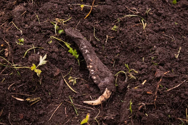 Excavated in the ground part of the animals mouth with canine — Stock Photo, Image