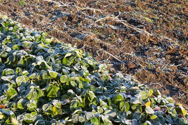 Snow cover in the garden and beds with strawberries — Stock Image Snow cover in the garden and beds with strawberries Royalty Free Stock Photos