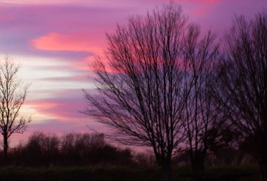 Bulanık siyah ağaçlar Parlak akşam gökyüzüne karşı 