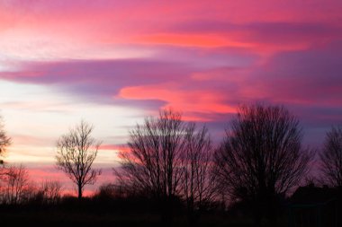 Hassas renkli tonlarda ve ağaç desenlerinde güzel doğal gökyüzü arkaplanı 