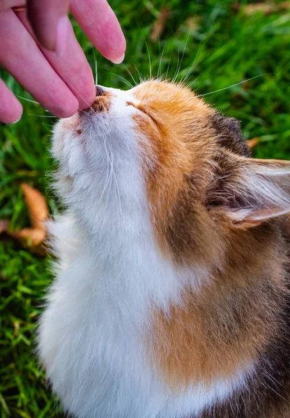 Hermoso hocico de gato de pelo rojo de tres colores en la palma de las mujeres —  Fotos de Stock