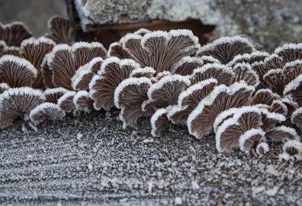Eine Reihe Pilze ist mit Schnee auf dem Baumstumpf bedeckt — Stockfoto