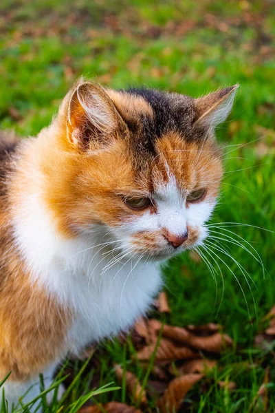 Hermoso gato de pelo rojo de tres colores contra la hierba verde brillante —  Fotos de Stock