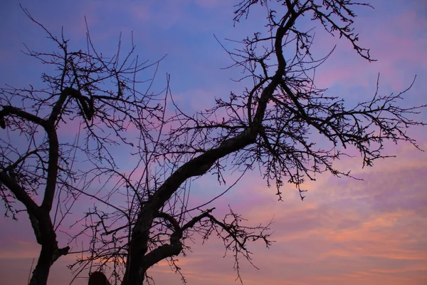 Beautiful natural sky background in delicate multicolored tones and black bare tree in the foreground — Stock Photo, Image