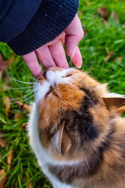 Hermoso hocico de gato de pelo rojo de tres colores en la palma de las mujeres contra la hierba —  Fotos de Stock