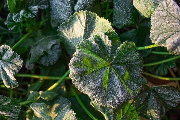 Dunkelgrüne Blätter bedeckt mit Schnee an einem sonnigen Wintermorgen — Stockfoto