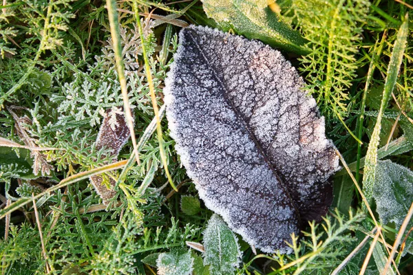 Gefrorenes großes Blatt eines Baumes im Gras ist mit Schnee bedeckt — Stockfoto