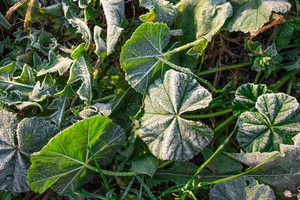 Dunkelgrüne Blätter im schneebedeckten Gras an einem sonnigen Wintermorgen — Stockfoto