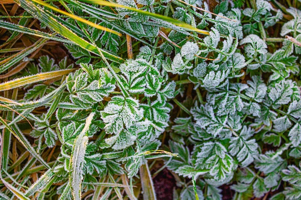 Hojas de diferentes árboles cayeron sobre la hierba cubierta con un patrón de nieve — Foto de Stock