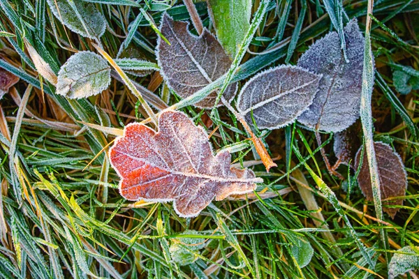 Blätter verschiedener Bäume fielen auf das mit Schnee bedeckte Gras. — Stockfoto