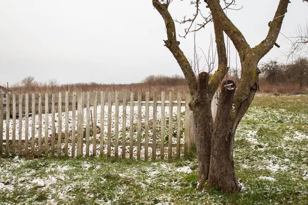 El tronco de un árbol desnudo sobre el fondo de un jardín cercado cubierto de nieve — Foto de Stock