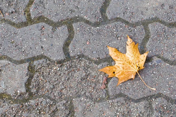 Una hoja de arce amarillo que había caído —  Fotos de Stock