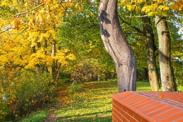Parque de otoño de Kaliningrado con follaje amarillo — Foto de Stock