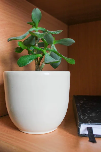 Ένα πράσινο μικρό χυμώδες φυτό σε μια μπεζ γλάστρα στέκεται σε ένα αρθρωτό ράφι — Φωτογραφία Αρχείου