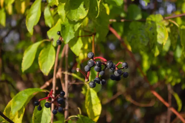 Elderberry branch with small black berries close-up — Stock Photo, Image