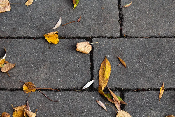 Gelbe Herbstblätter auf grauem Ziegelsteinbürgersteig — Stockfoto