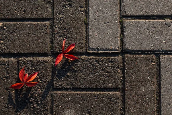 Dos hojas rojas idénticas de otoño yacen en una acera —  Fotos de Stock