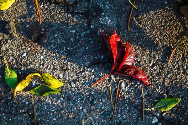 Una gran hoja roja de un árbol y muchas pequeñas hojas amarillas yacen en la acera — Foto de Stock