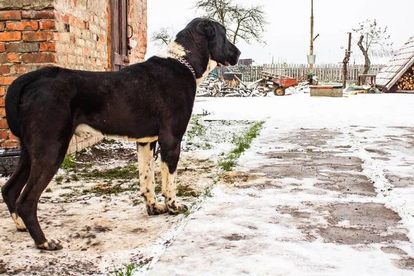 Black dog on a chain near a brick building — Stock Photo, Image