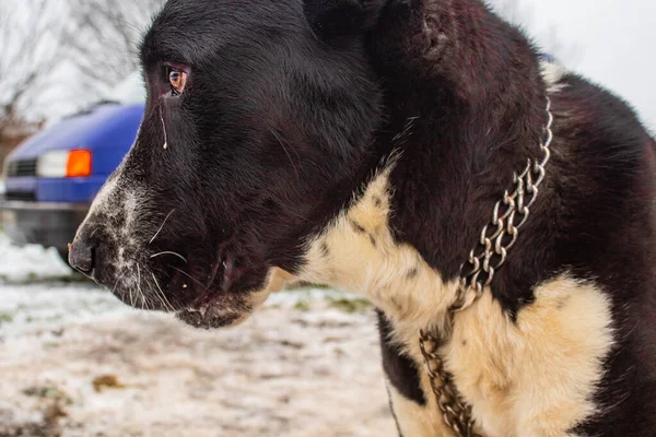 Dog Muzzle Black Color Chain Close Background Winter Machine — Stock Photo, Image