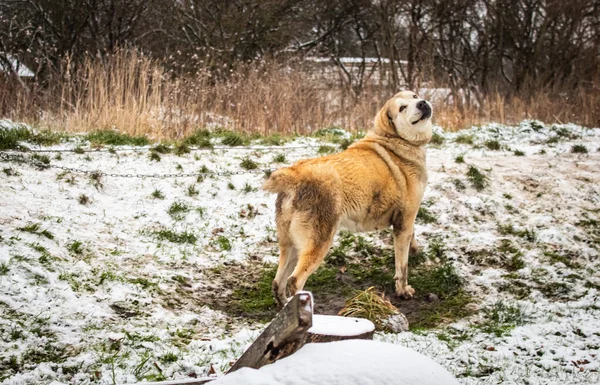 Breedy Beige Dog Yard Chain Smiles Looks Camera Winter — Stock Photo, Image