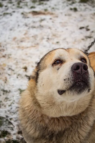 Hund Beige Hof Auf Einer Kette Gras Schnee Winter Nahaufnahme — Stockfoto
