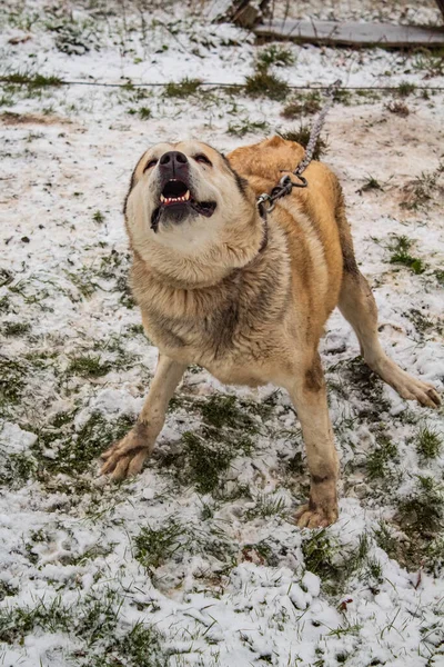 Dog Beige Yard Chain Grass Snow Growls Camera Winter — Stock Photo, Image