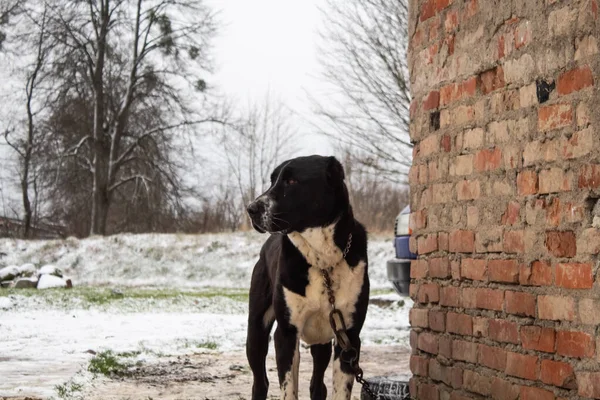 Black Dog White Breast Chain Street Brick Building Backdrop Bare — Stock Photo, Image