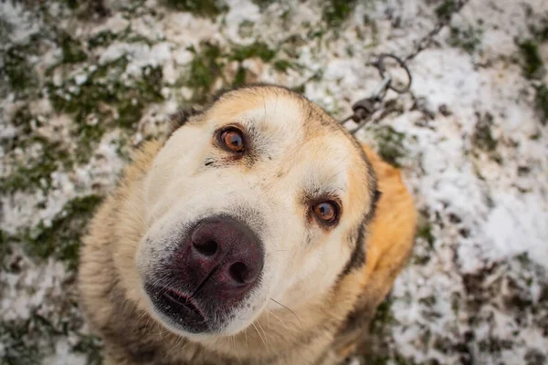 Dog Beige Yard Chain Looks Camera View Winter Close — Stock Photo, Image