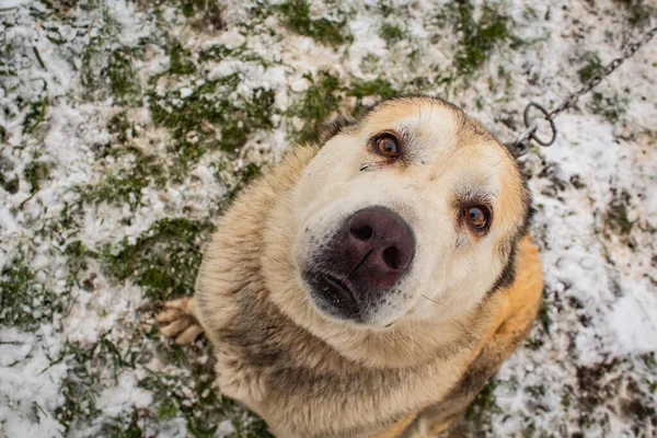 Dog Beige Yard Chain Looks Camera Grass Snow Winter — Stock Photo, Image
