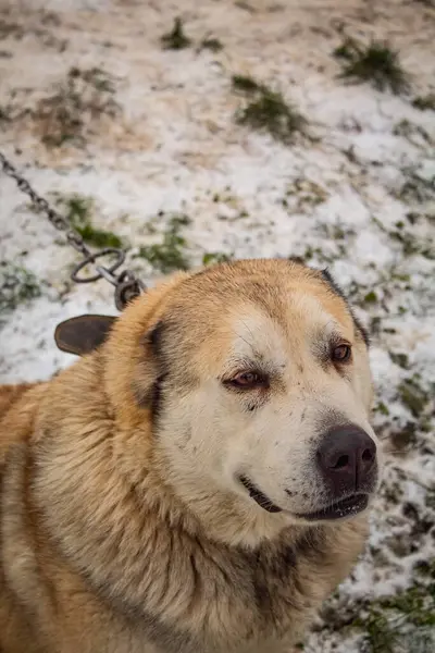 Perro Beige Patio Una Cadena Contra Fondo Hierba Nieve Cerca —  Fotos de Stock