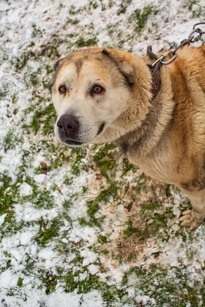 Dog Beige Yard Chain Looks Camera Grass Snow Winter View — Stock Photo, Image