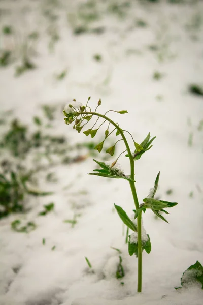 Planta Verde Chão Coberta Neve Inverno Vista Perto Lado — Fotografia de Stock