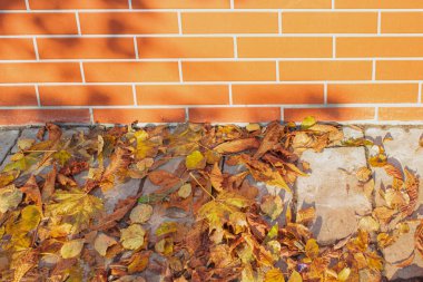 Çitin yanındaki asfaltta sarı bir sonbahar yaprağı yığını. 