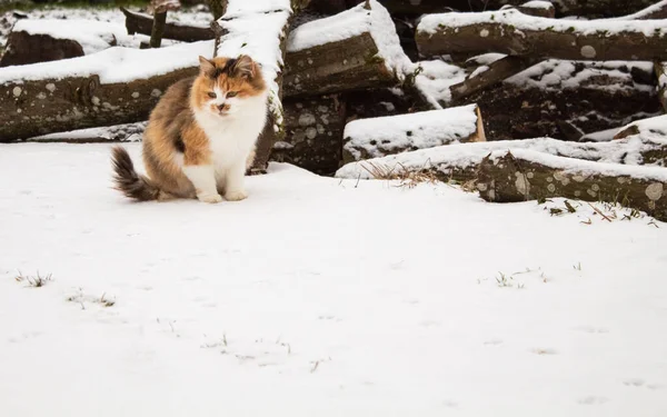 Beautiful red-haired cat view from the side — Stock Photo, Image